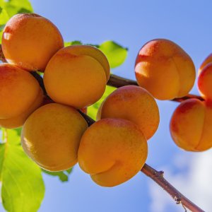 Marhuľa obyčajná (Prunus armeniaca) ´DARINA´ - neskorá, výška 170-190 cm - voľnokorenná